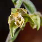 Small-leaved helleborine (Epipactis microphylla)