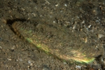 Aphrodita aculeata