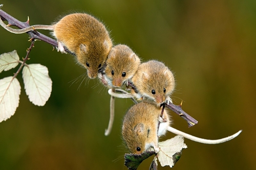 From the studio of Bob Brind-Surch who breeds these delightful little creatures.