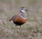 Dotterel