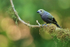 Palm Tanager, Costa Rica