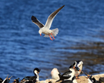 Dolphin Gull hovering above Imperial Shag colony, Carcass Island