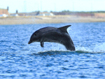 Bottlenose Dolphin breaching near Chanonry Point in the Moray Firth