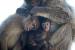 Barbary Macaques (Macaca sylvanus) family unit grooming on the Rock of