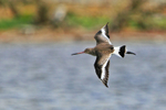 Black-tailed Godwit in flight above the lagoon