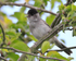 Blackcap (male) singing from a tree on the Roman Road, Otmoor