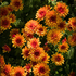 Chrysanthemums