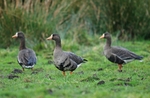 Greater (Greenland) White-fronted Geese