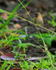 Nutmeg Mannikin (adult) perched, Hawaii