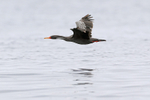 Red-legged Cormorant in flight, Chanaral Island, Chile