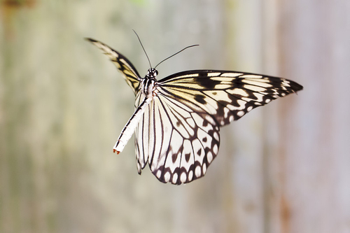The Paper Kite, Rice Paper, or Large Tree Nymph butterfly (Idea leuconoe) is known especially for its presence in but…