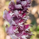 Toothwort (Lathraea squamaria)
