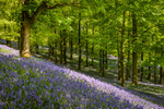 Bluebell Wood, Pott Shrigley, Cheshire (5)