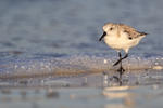 Sanderling next to foaming sea, Fort De Soto, Florida