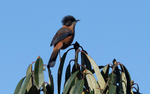 Rufous Sibia