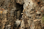Horned Puffin cliff face hole, Duck Island, Alaska