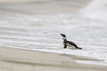 Magellanic Penguin portfolio