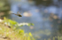 Southern Hawker Dragonfly, Cheshire