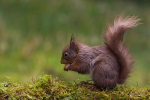 Red Squirrel