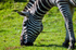Zebra - 0323
