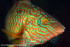 UML034: Male ballan wrasse