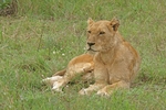 African Lioness (Timbavati, South Africa)
