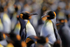 King Penguin pair in middle of colony, Volunteer Point, Falklands