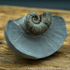 amm 1410 Lytoceras cornucopia