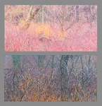 HE SAW/ SHE SAW 2017-18 (complete) portfolio