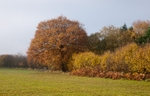 Marked Ash in autumn