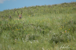 SDAntelope