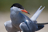 Common Tern close-up at Brownsea Island