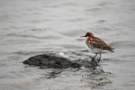 Red-necked Phalarope