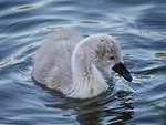 Handsome Cygnet