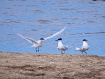 Sandwich Terns