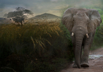 Elephant sunset montage