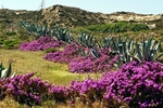 West Coast Dunes