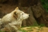Grey Wolf - Missoula watching birds (Colchester Zoo)