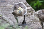 Gosling