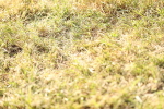 SBM_19741