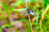 broad bodied Chaser-7070
