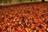 Fly Agaric HDR1