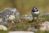 Ringed Plover on St Martin's