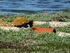 Oystercatcher