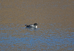 Great Northern Diver