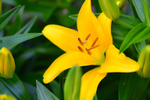 Yellow_Lily_ACP_4343-1
