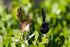 Mr and Mrs red backed fairy wren