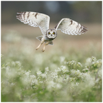 Hunting Over the Cow Parsley 