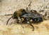 Melecta albifrons (m)