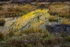 Beaver Pond reflections 1